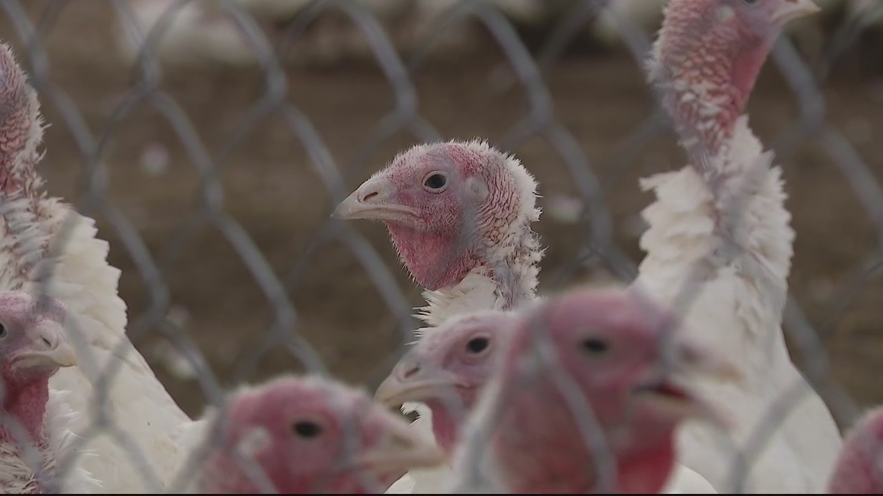 Michigan farms say smaller turkeys, larger number of orders coming this year
