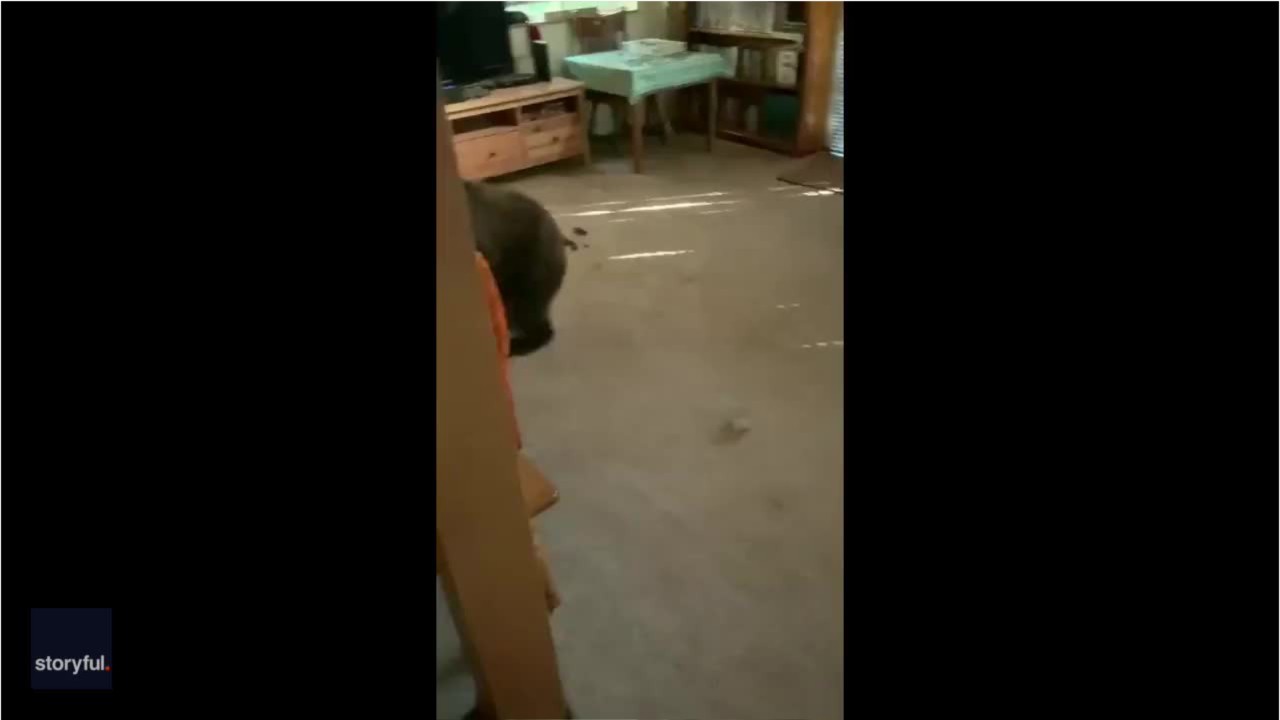 Bear does parkour after breaking into home