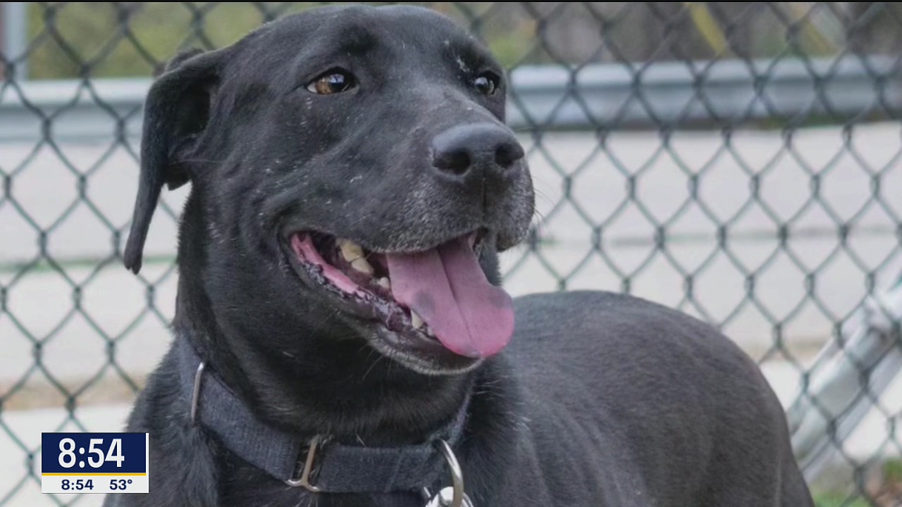 Dog of the Day: Suzanna