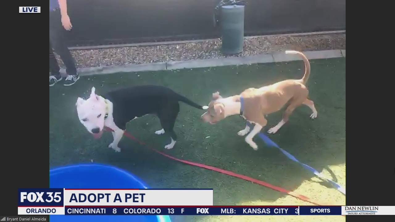 Adopt-A-Pet
