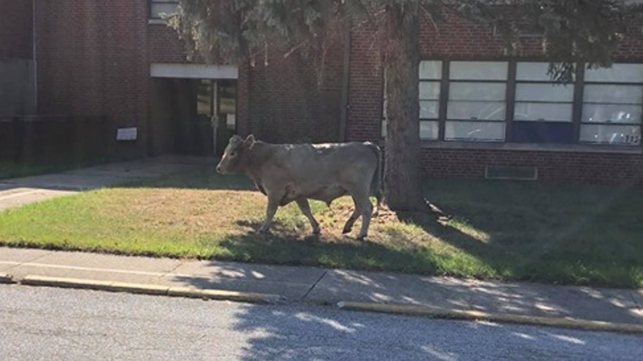 Cow named 'Moodini' leads police on hilarious chase