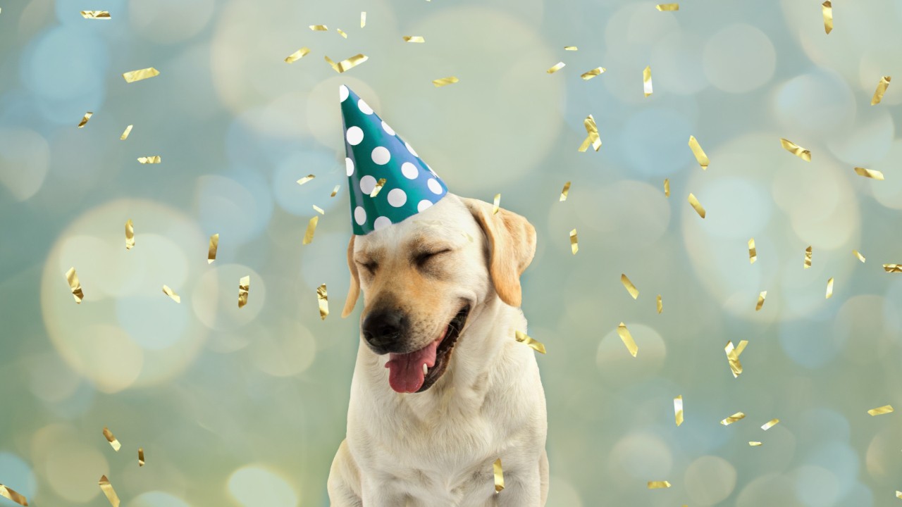 Researchers say there’s a more accurate way to calculate your dog’s age in human years