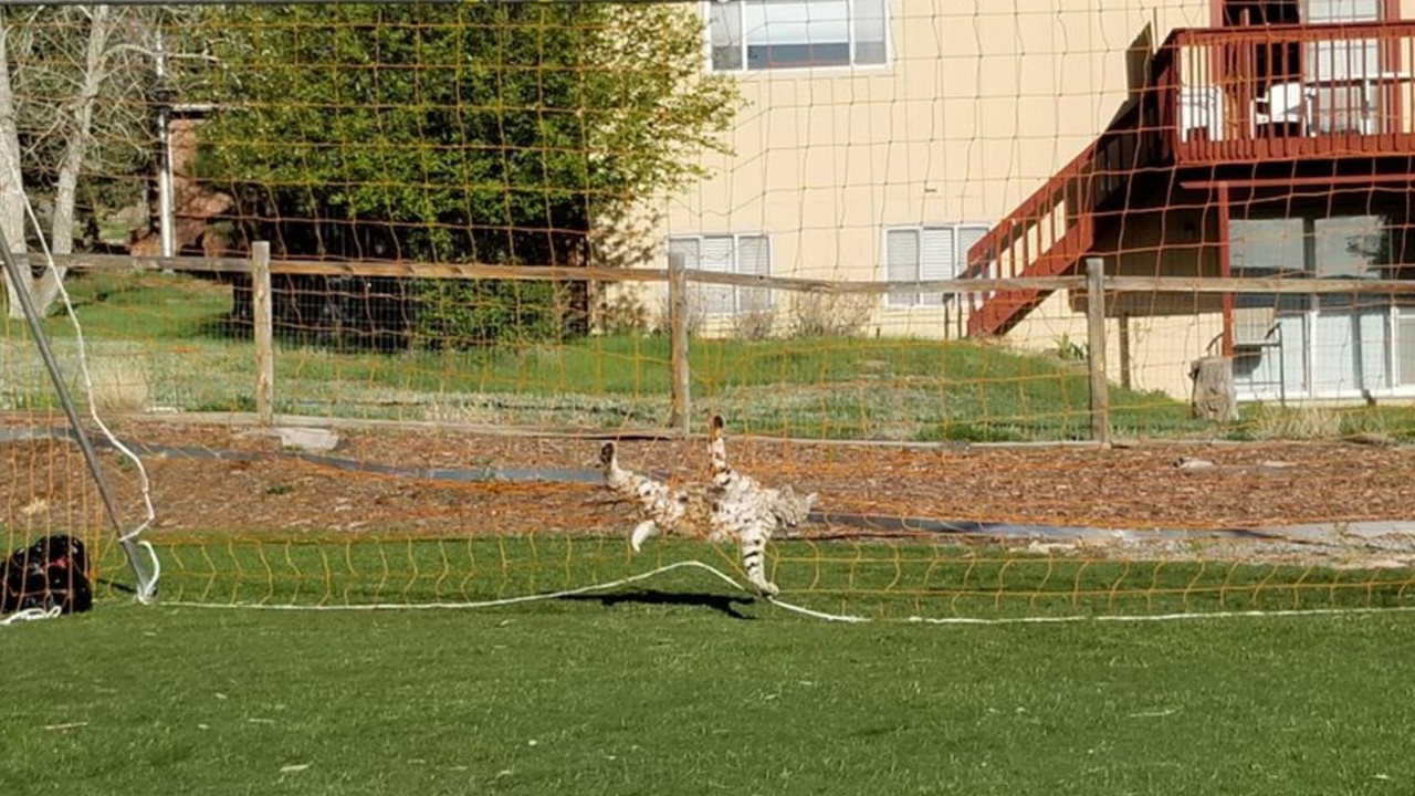 Bobcat snagged in sports net prompts warning from parks department