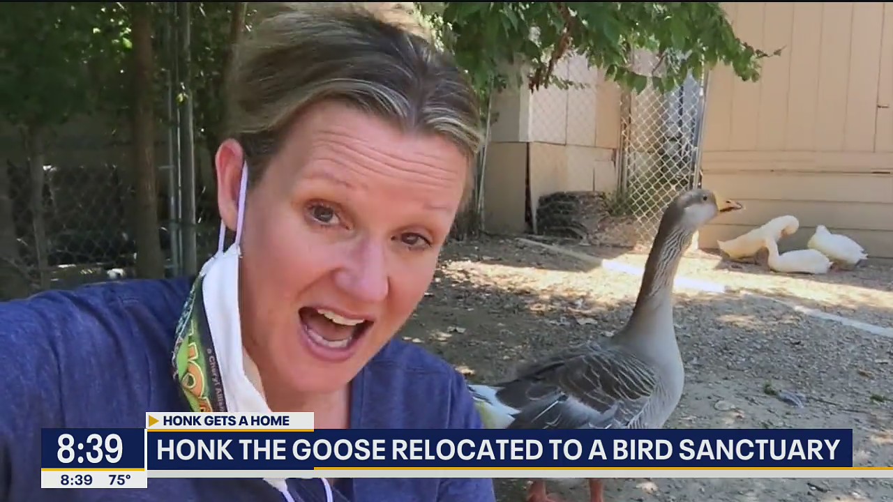 Honk the Goose gets a new home at bird sanctuary