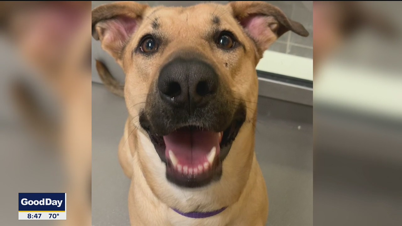 Dog of the Day: Skinny