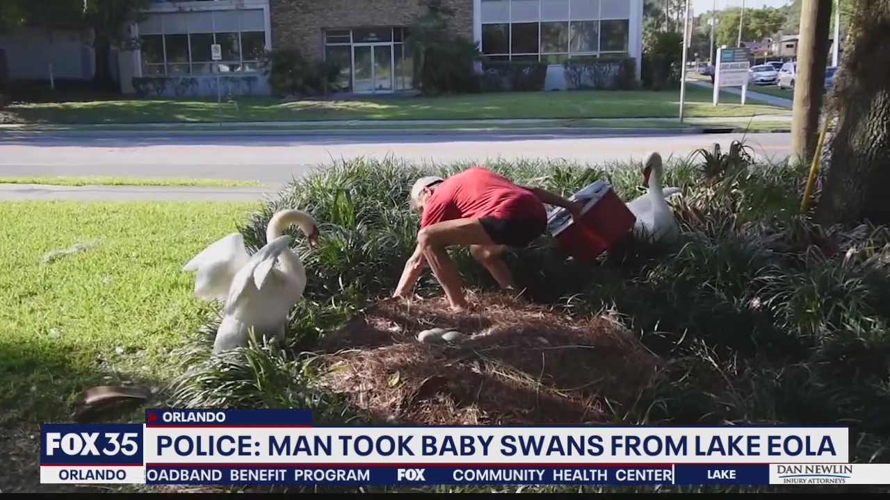 Police say man took baby swans from Lake Eola
