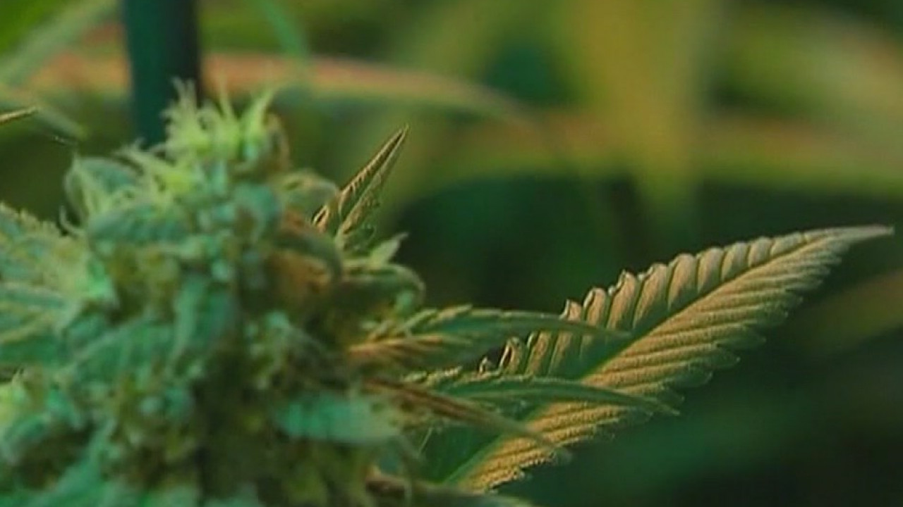 Legal expert weighs in as Gilbert Town Council discusses anti-marijuana ordinance