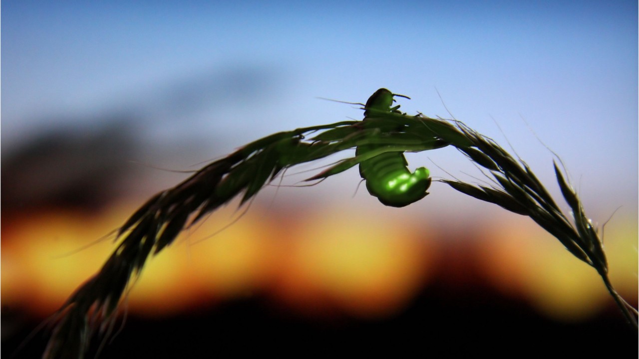 Nearly all species of fireflies could soon face extinction