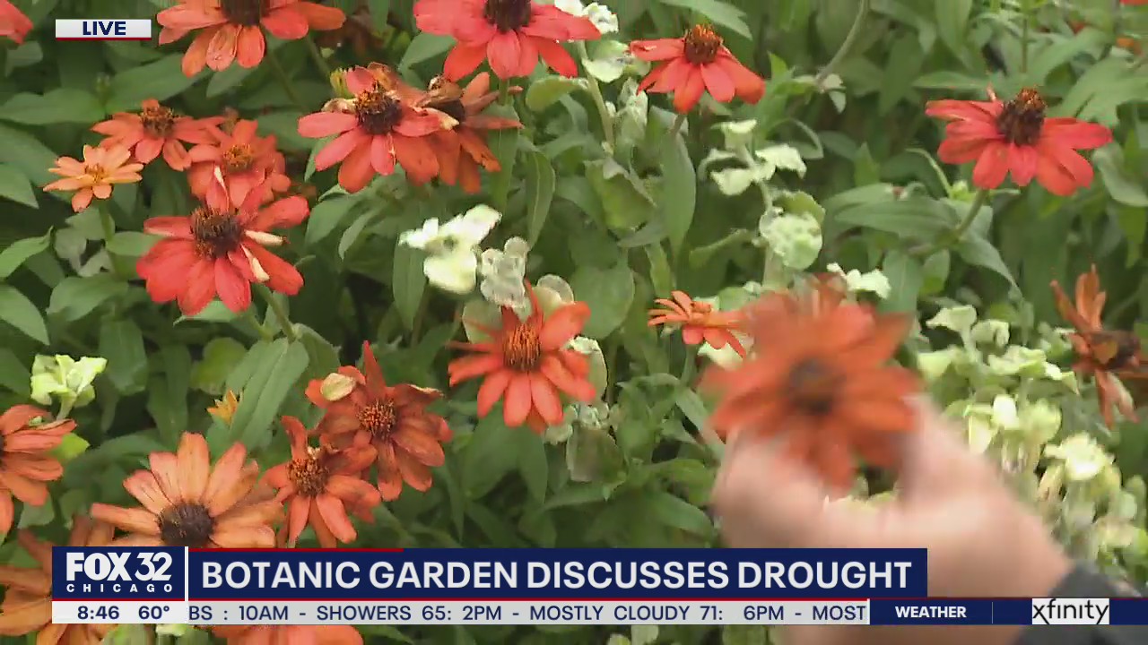 Gardening tips for the fall in Chicago