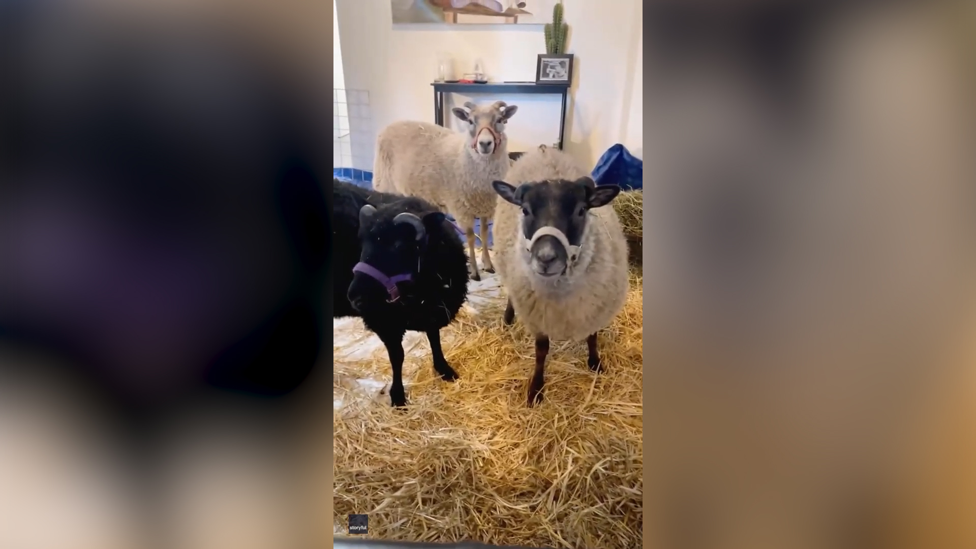 Sheep cool down inside Oregon apartment