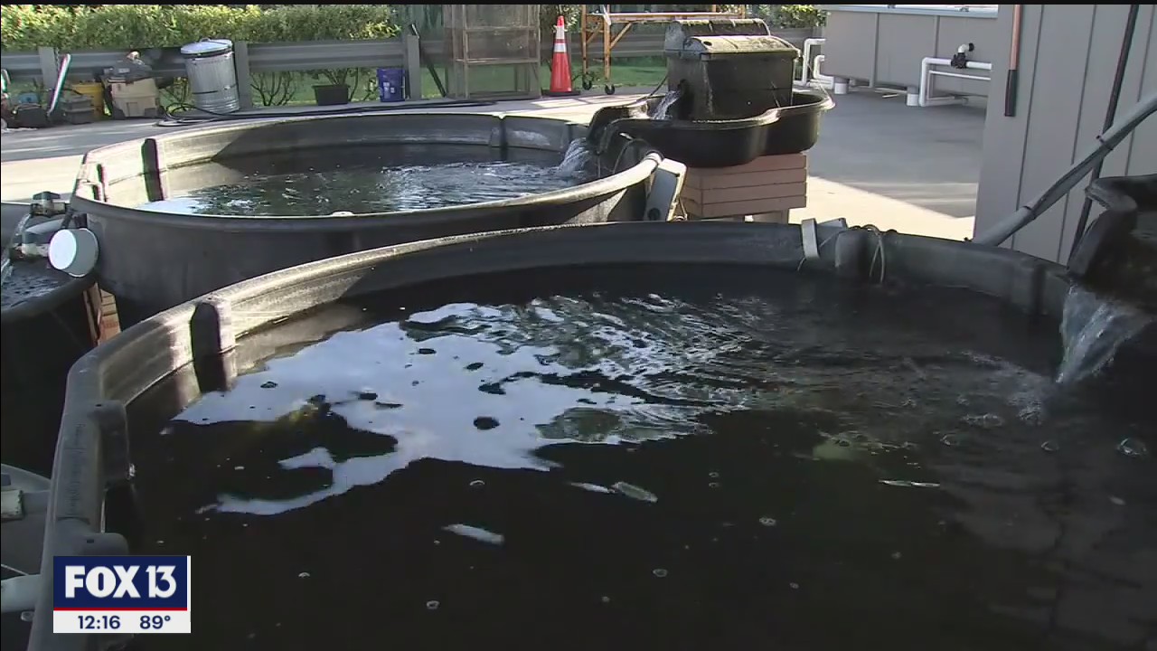 Hillsborough County managing mosquito season