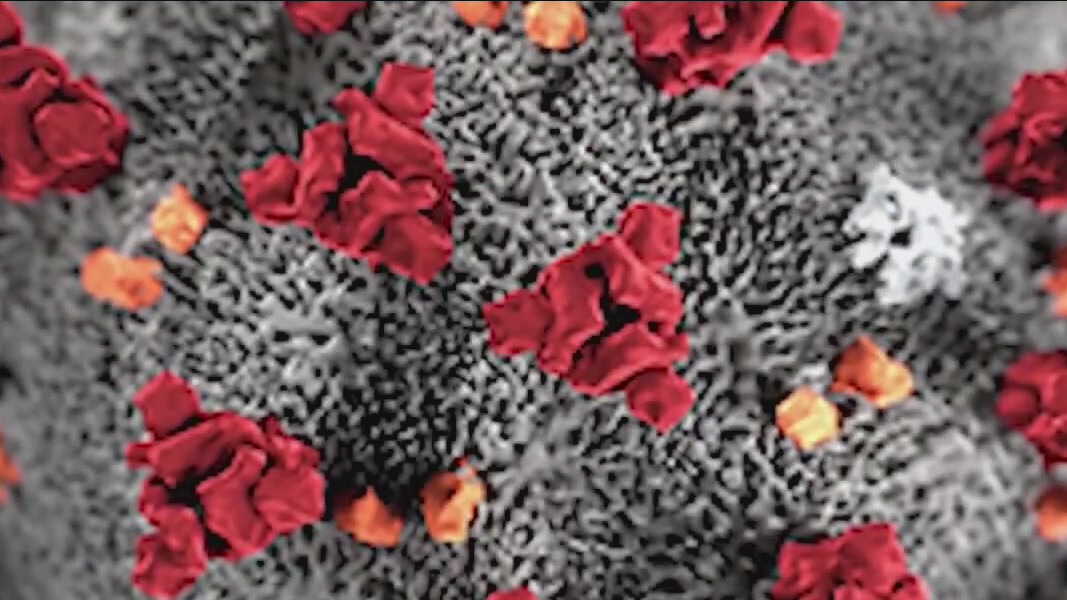 Coronavirus Delta variant likely to become predominant strain in U.S.