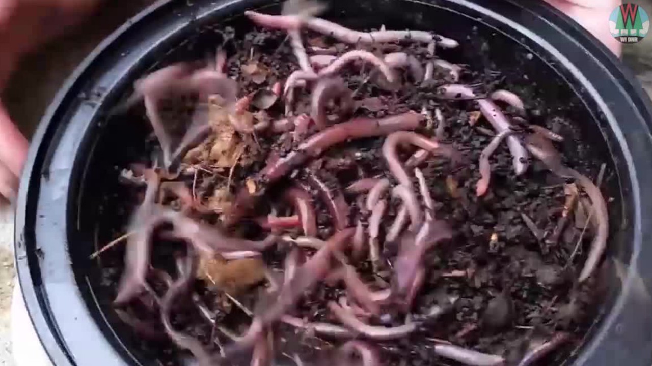 Jumping worms that writhe when handled are highly invasive, experts say