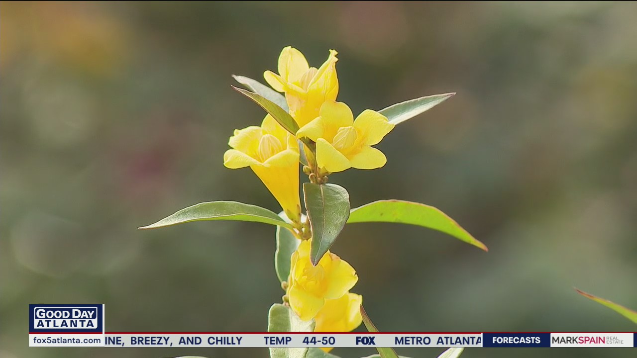 What's in bloom for the winter months