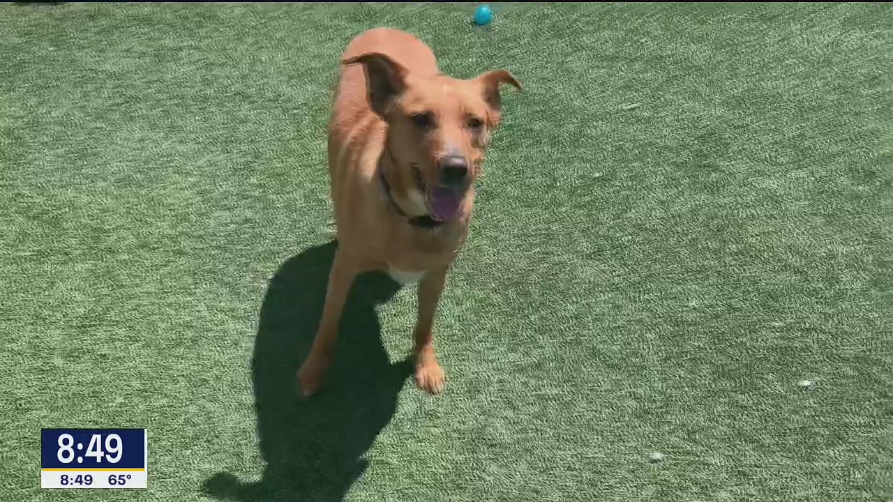 Dog of the Day: Selina