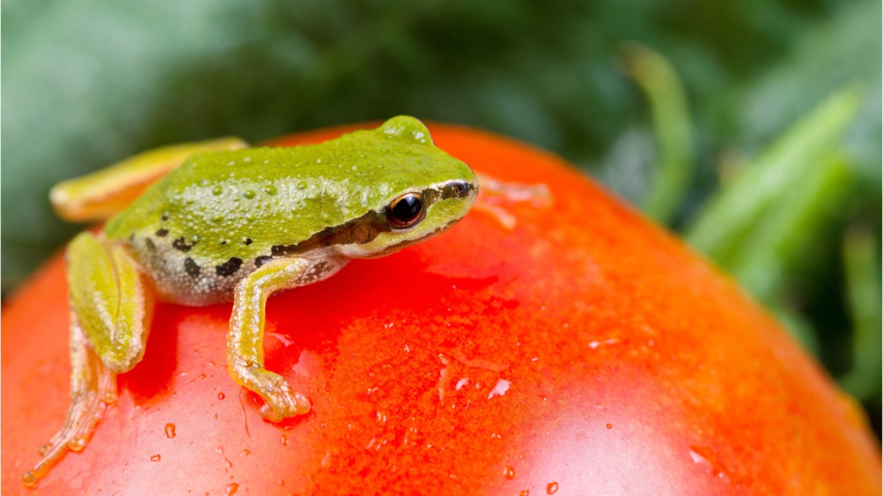 Study finds that frogs, lizards and even bats keep showing up in people’s prepackaged salads