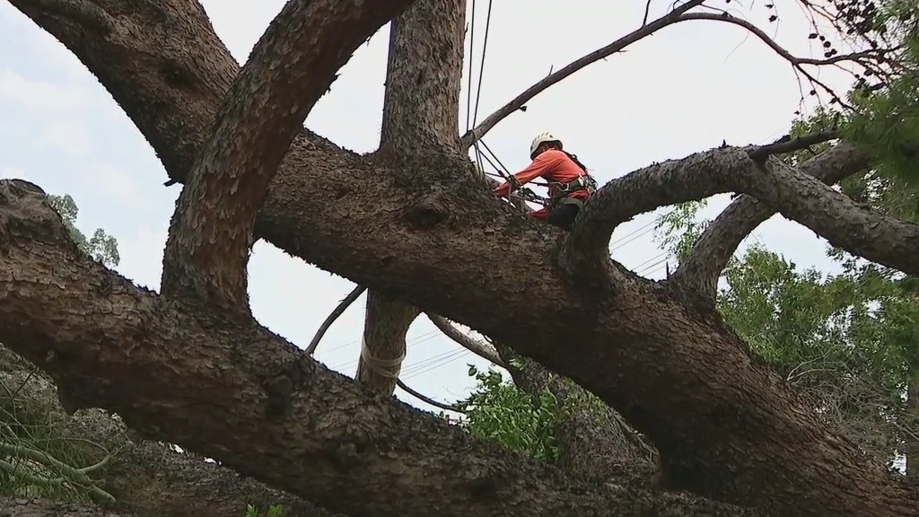 ‘Hate to see that one go': Man loses 105-year-old tree in monsoon