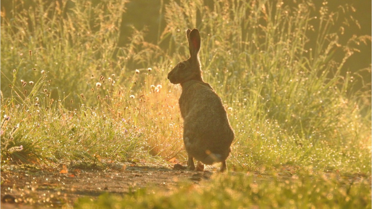 Boy accidentally shot and killed by Father on holiday rabbit hunt.