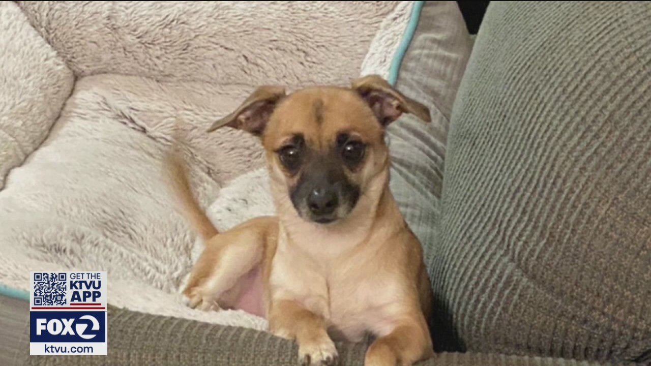 Military vet has service dog stolen