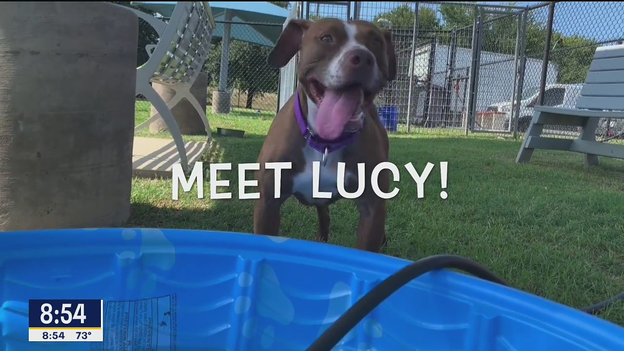 Dog of the Day: Lucy