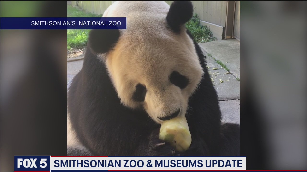 Smithsonian Zoo and some museums reopening next month