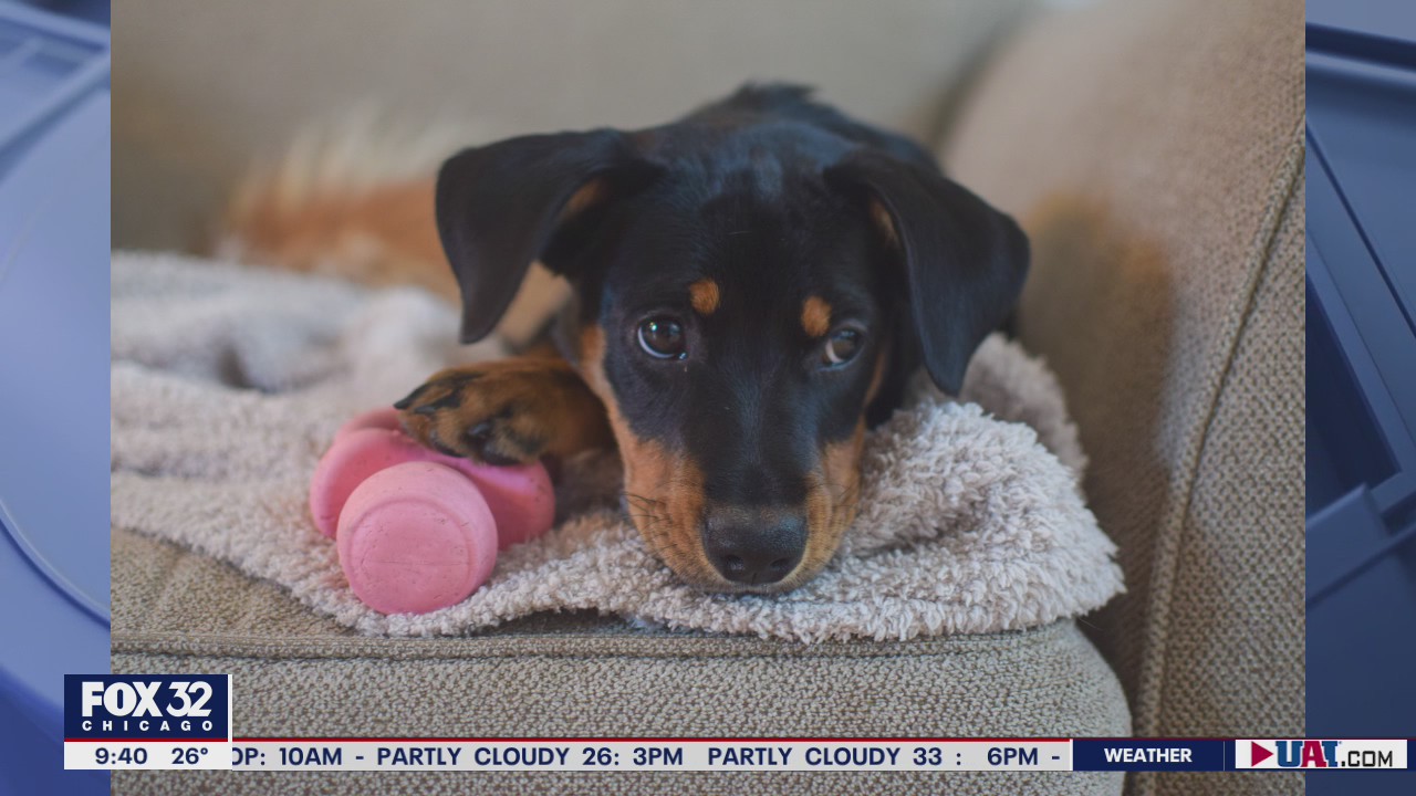 Adorable pup Foofur to represent Chicago in Puppy Bowl XVII