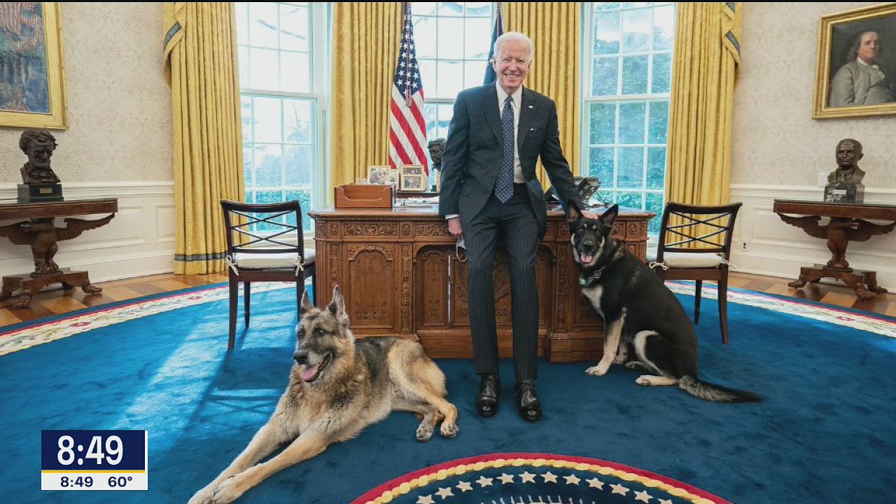 TMZ: Biden dogs return to the White House