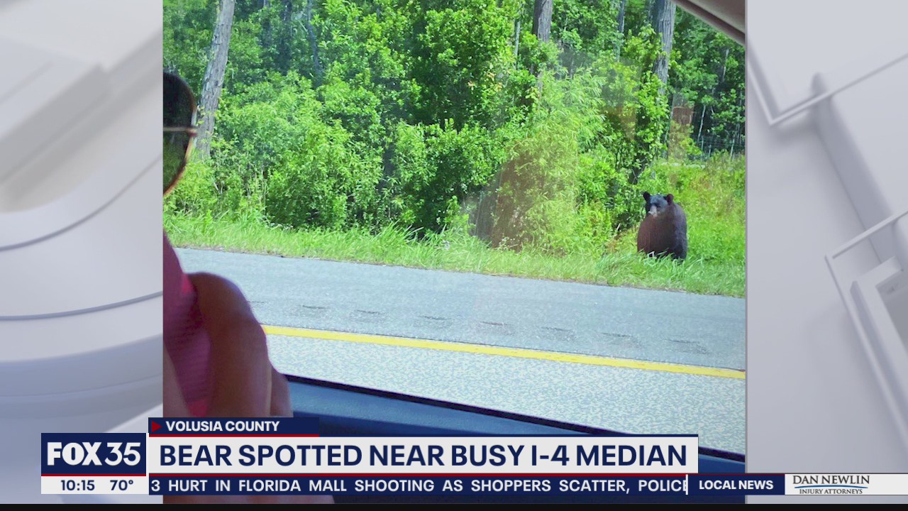 Bear spotted near busy I-4 median