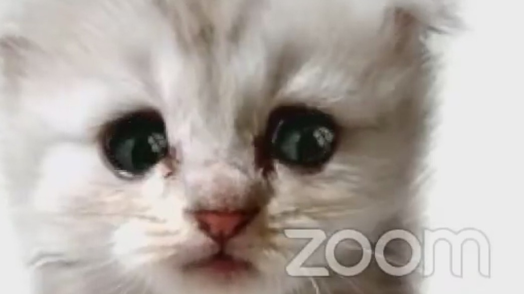 Attorney and judge in viral Zoom mishap glad to lift spirits