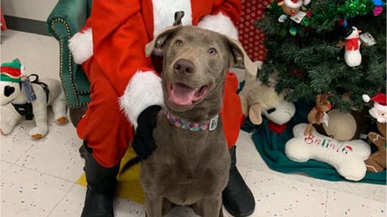 Beloved lab missing for 5 months returned to owner just in time for Christmas