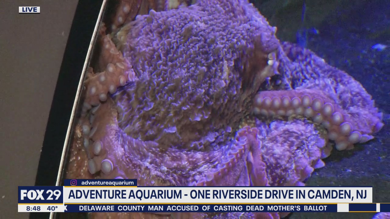 Adventure Aquarium names new Giant Pacific Octopus