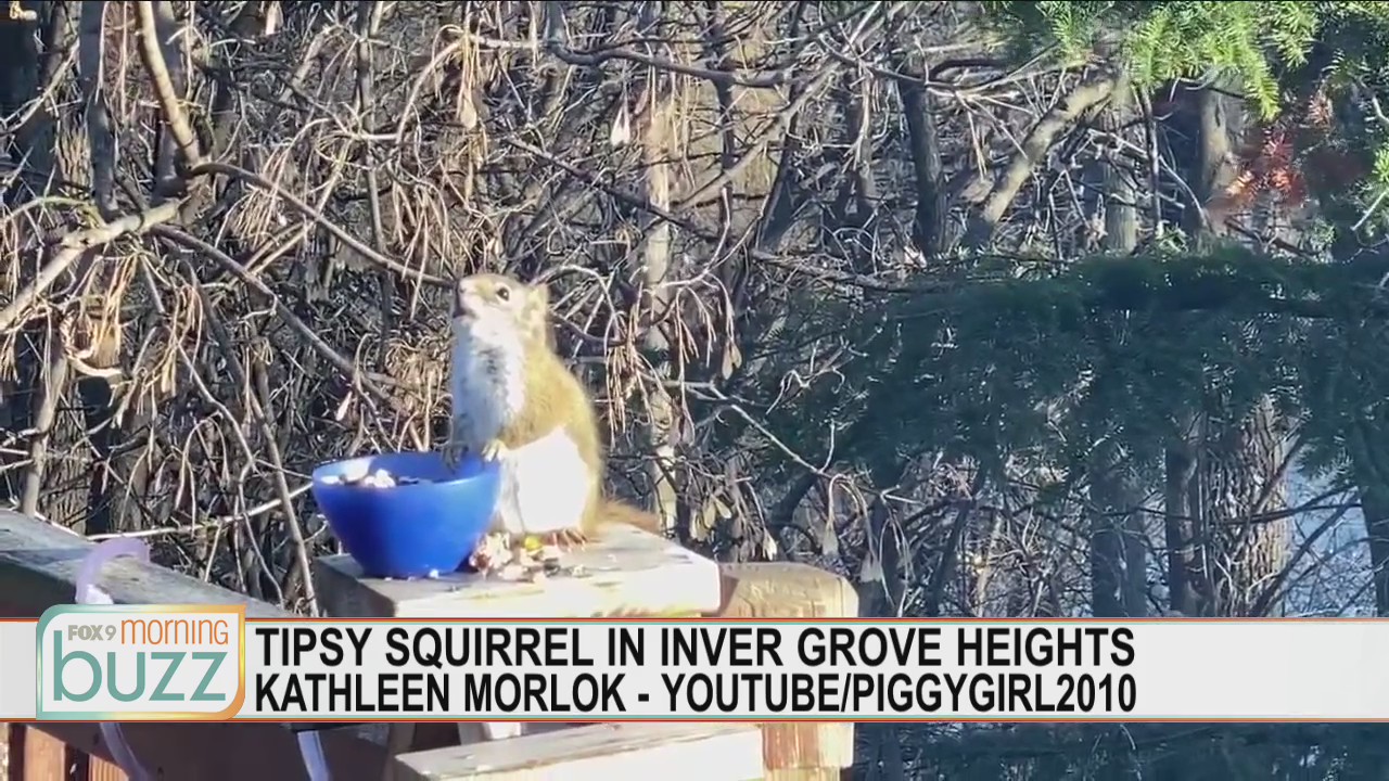 Tipsy squirrel in Inver Grove Heights, Minnesota