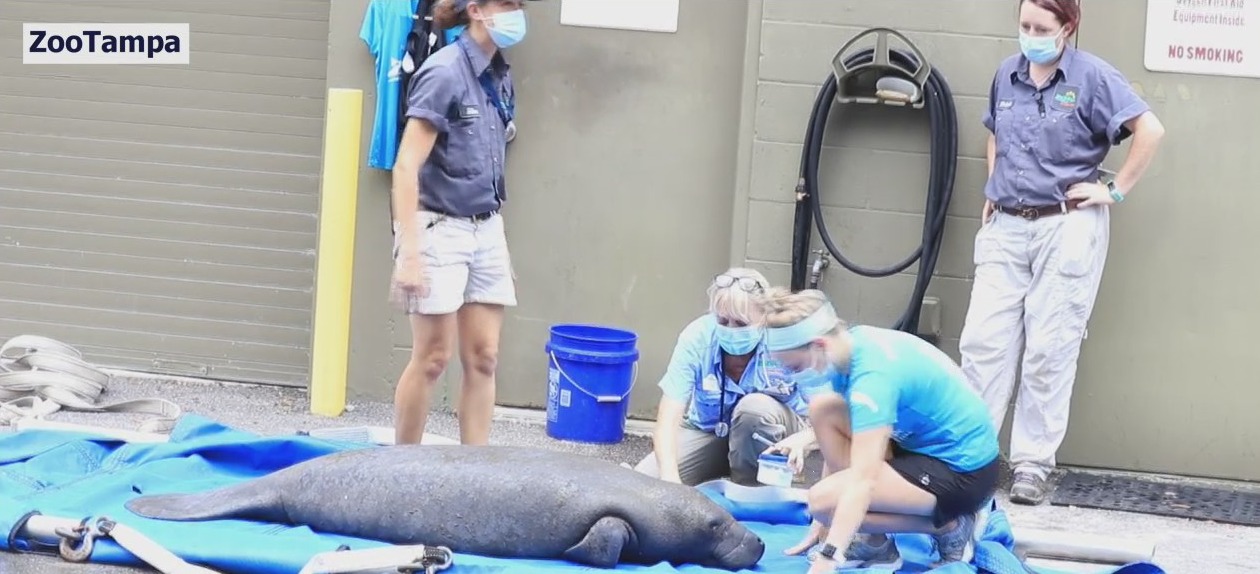 Manatee treated for red tide at ZooTampa