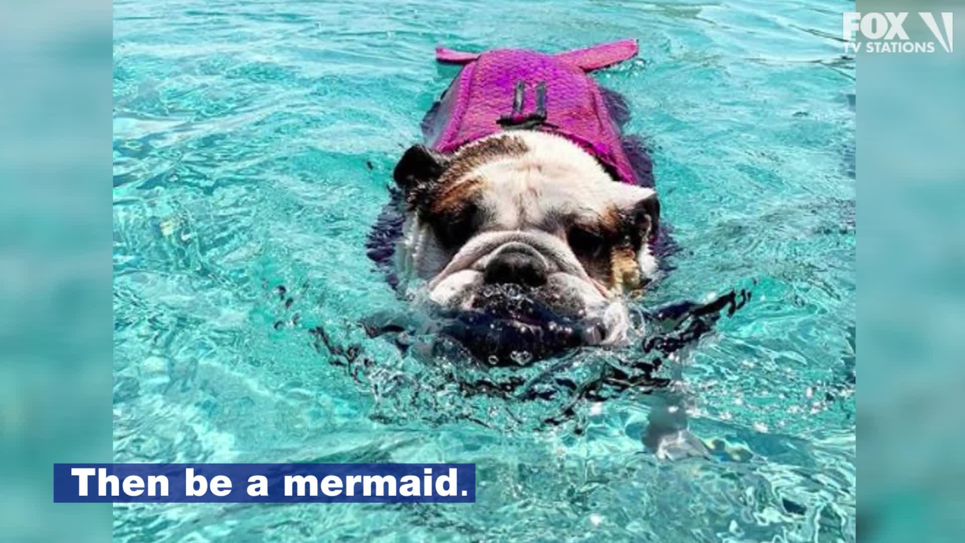 These mermaid life jackets for dogs are fin-tastic