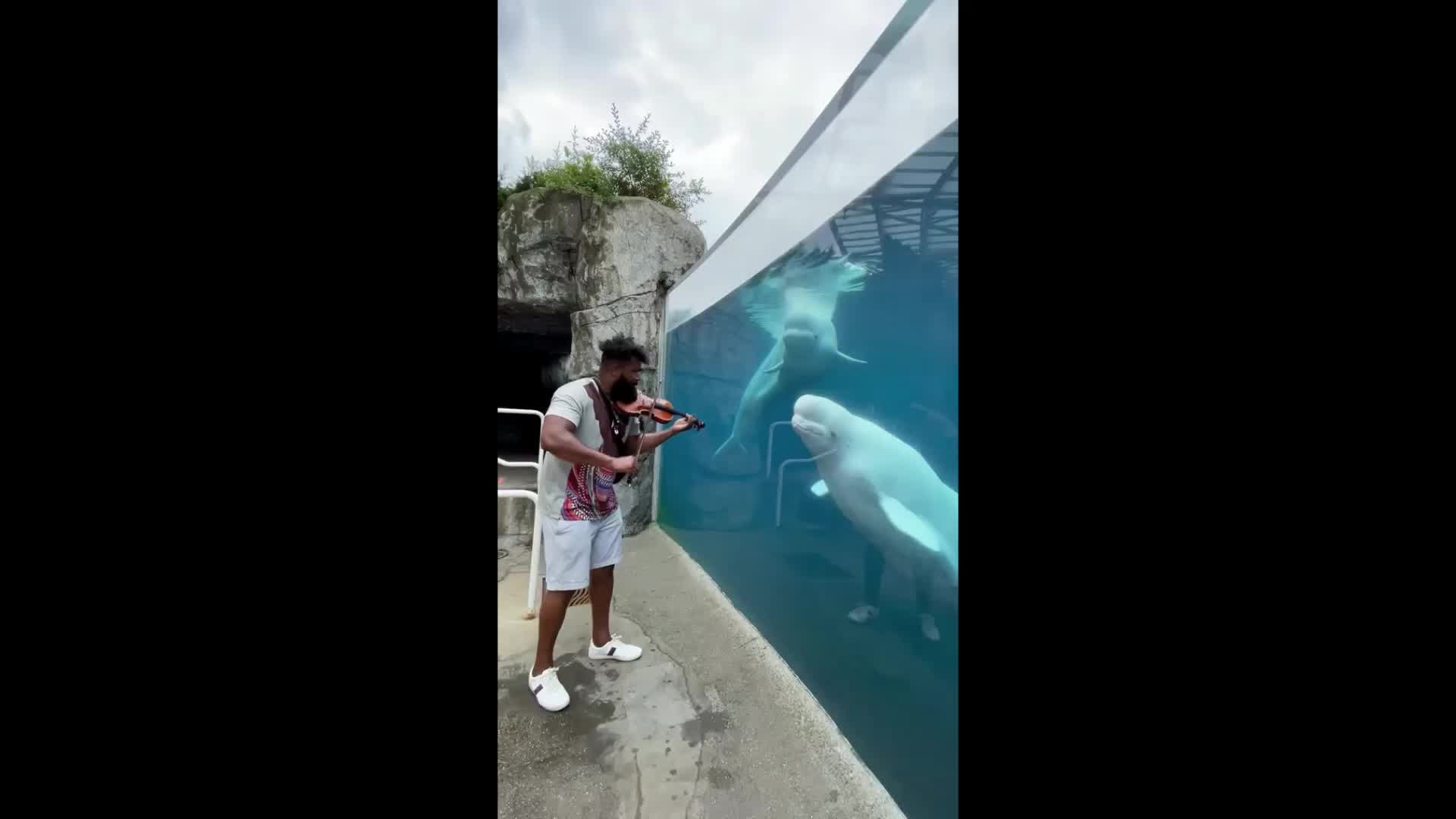 Beluga whales intrigued by violinist in Connecticut