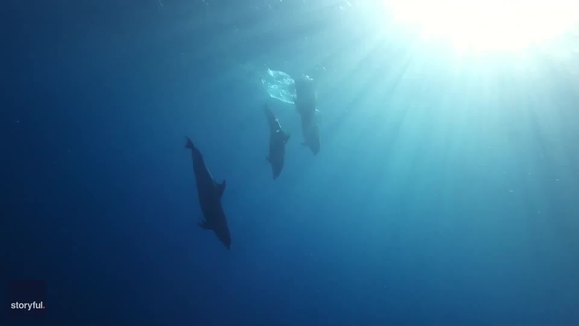 Family scattering grandmother’s ashes met by whales, dolphins