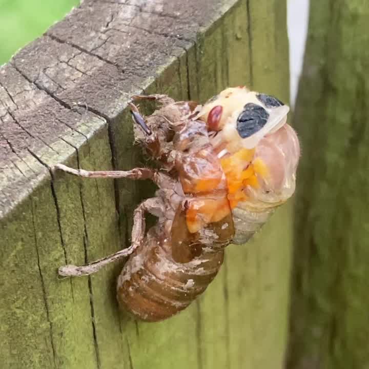 Cicada molts its exoskeleton after emerging from the ground
