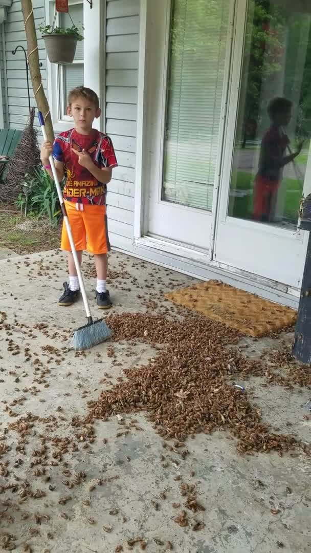 2016 video shows Ohio boy sweeping hundreds of cicadas off porch