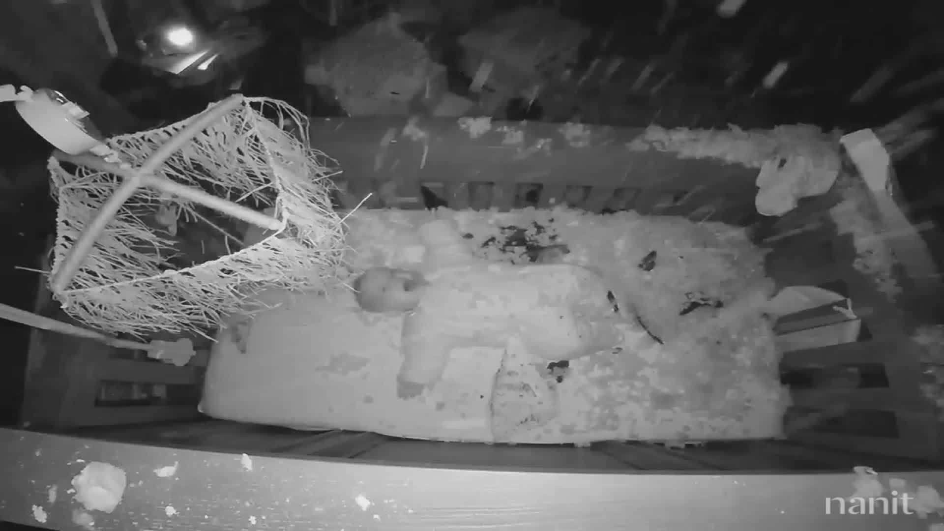Baby monitor captures moment of tree crashing into home