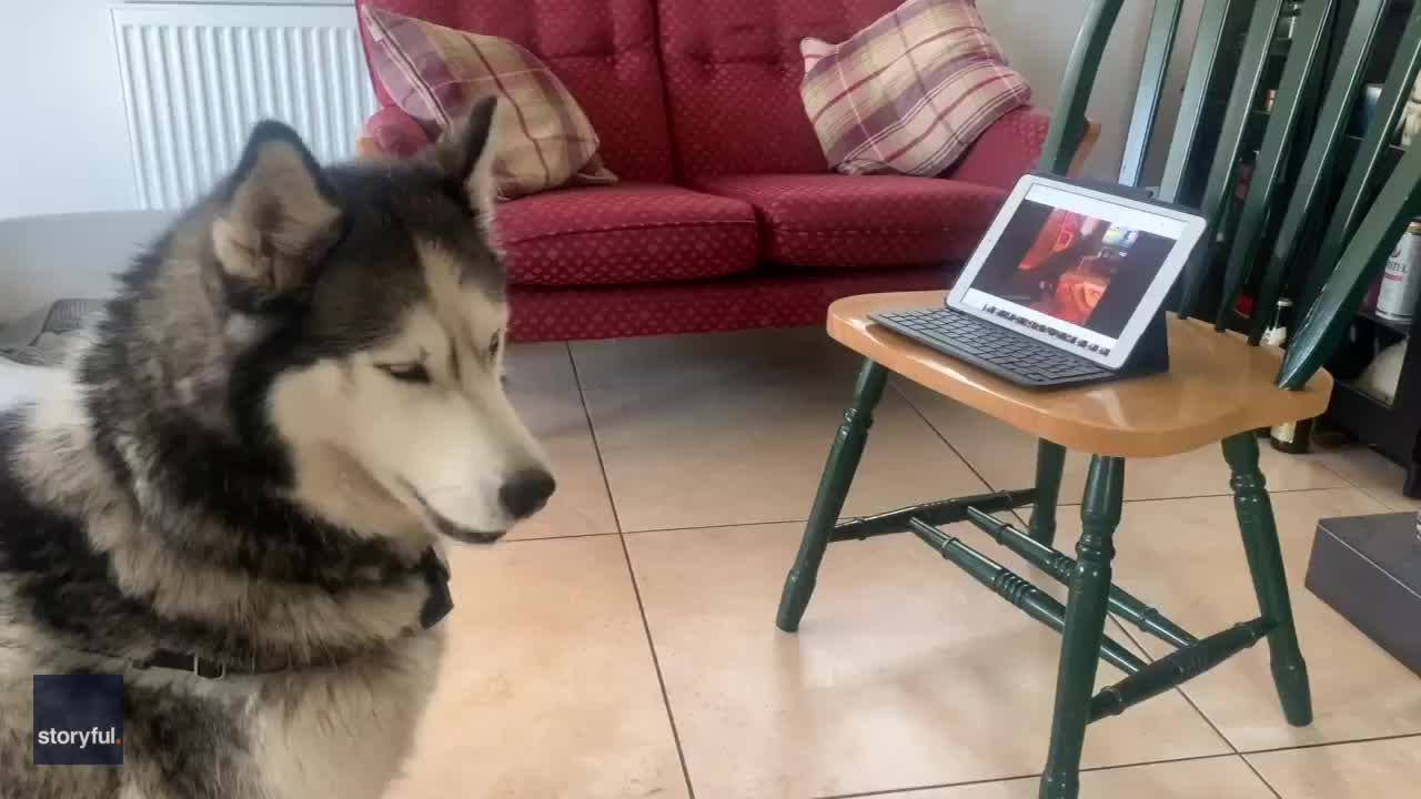 Dogs 'chat' while on video call