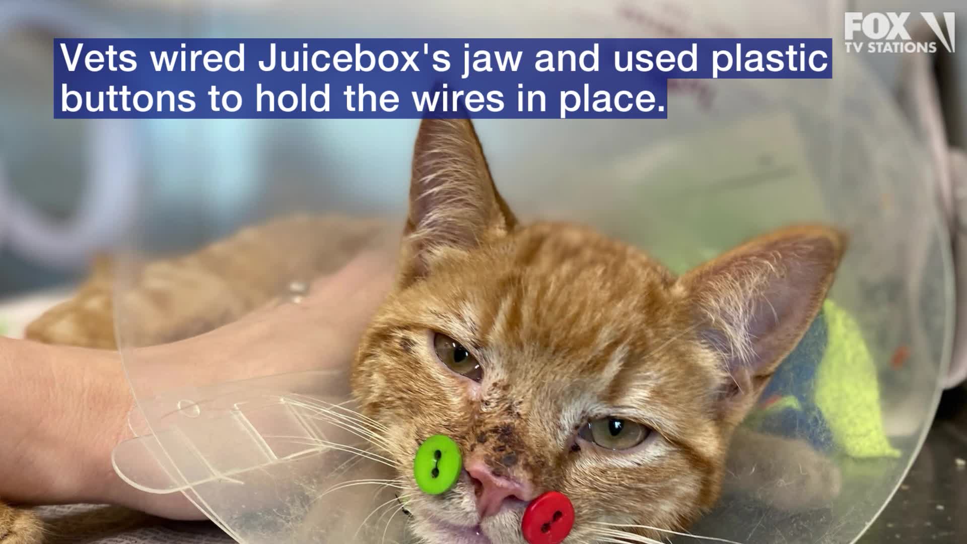 Vet uses buttons to fix cat’s jaw fractures after dog attack