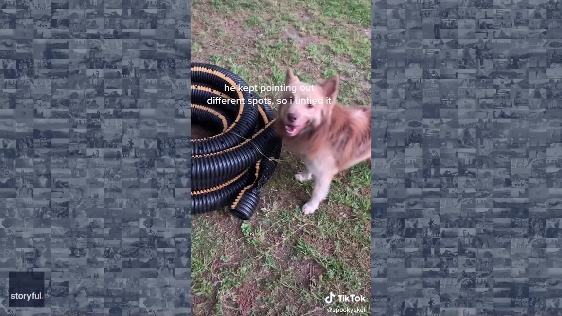 Dog Rescues Kitten Trapped in Hose
