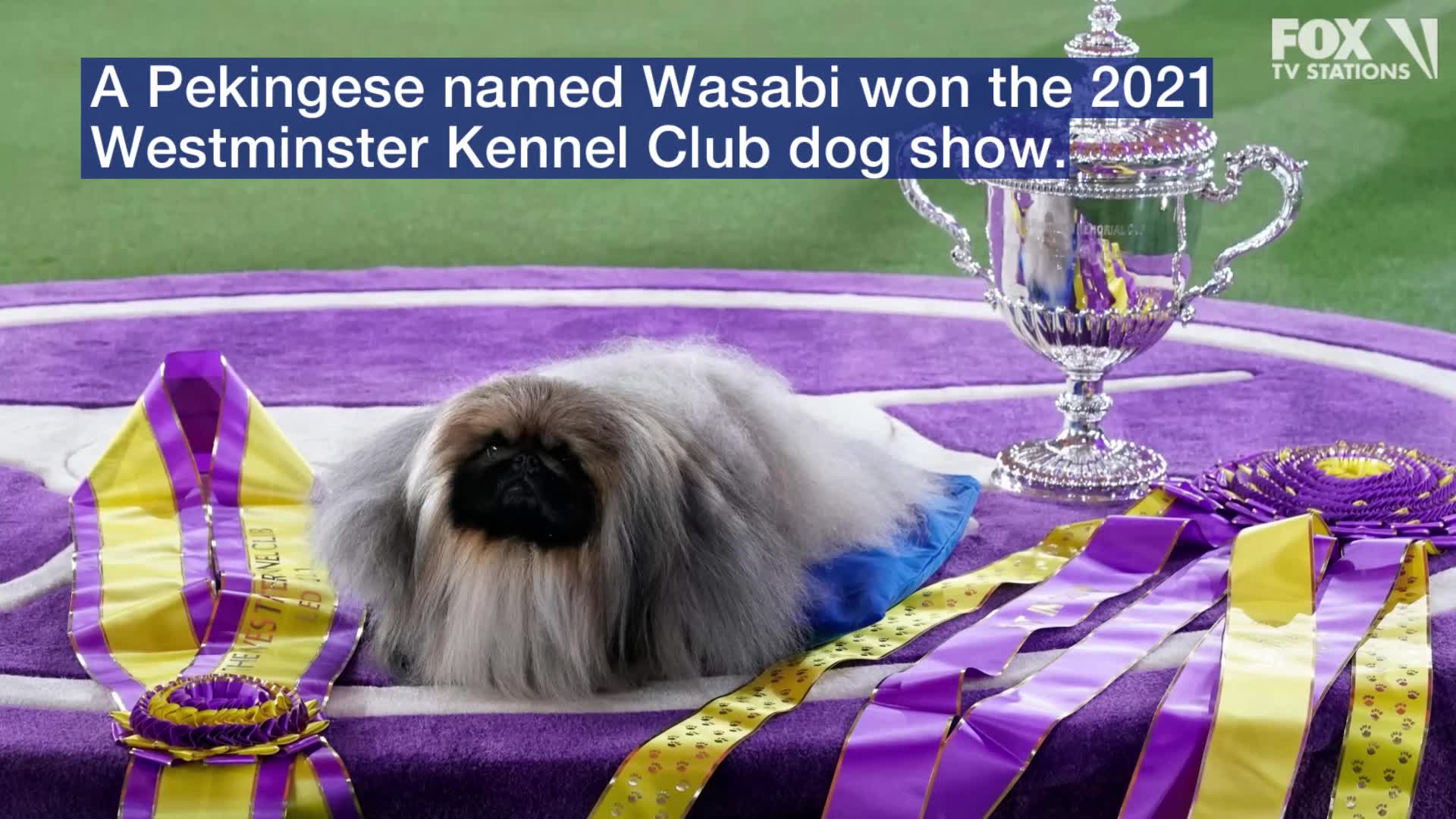 Wasabi the Pekingese wins Westminster dog show