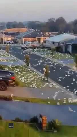 Massive flock of cockatoos descend on Australian suburb