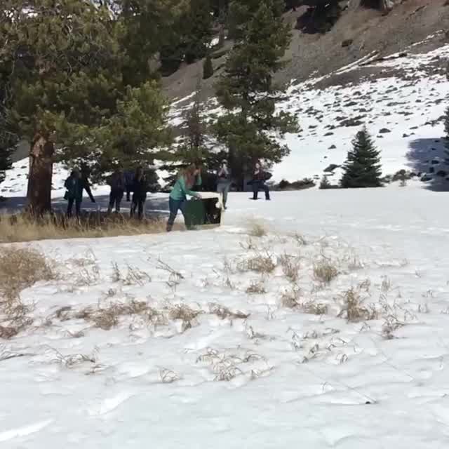 Bald eagle released into wild after being hit by car