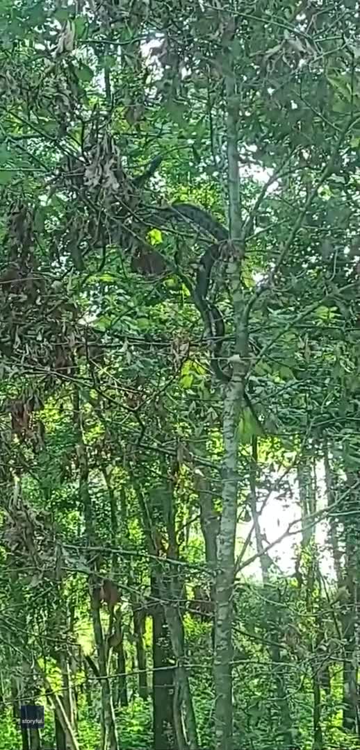 That's No Branch: Louisiana Farmer Spots Snake as It Moves Through Trees