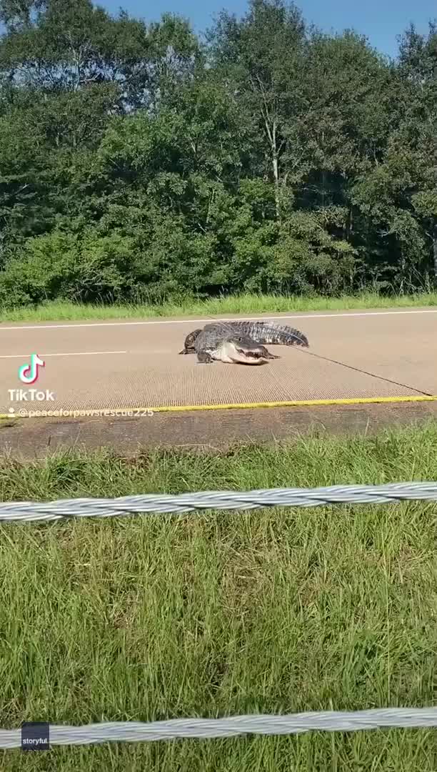 Louisiana family tries to get alligator off a busy highway