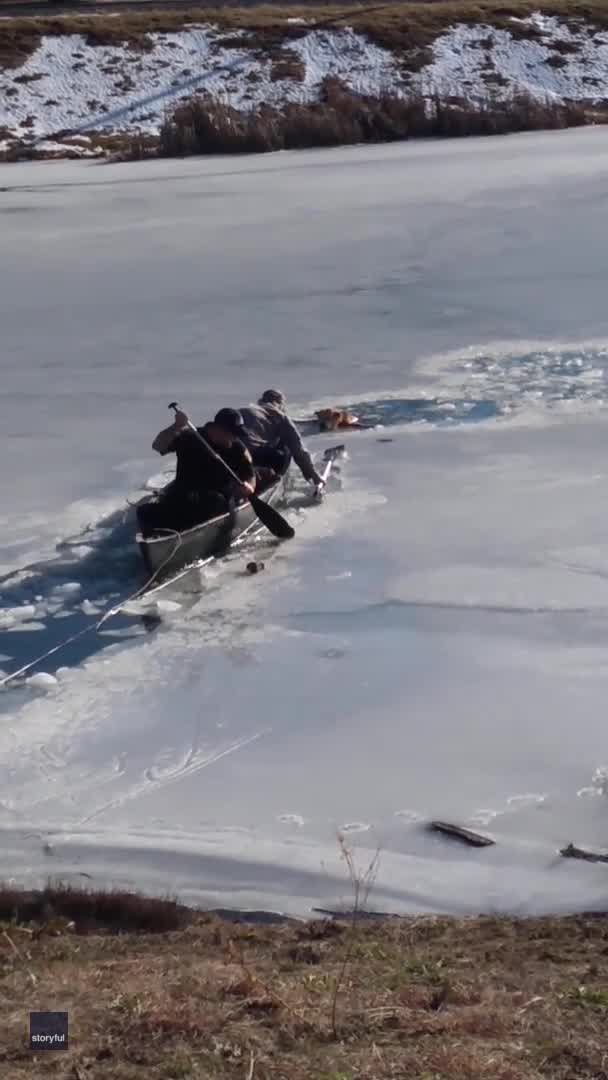 Community Bands Together to Save Dog From Frozen Pond in Arkansas