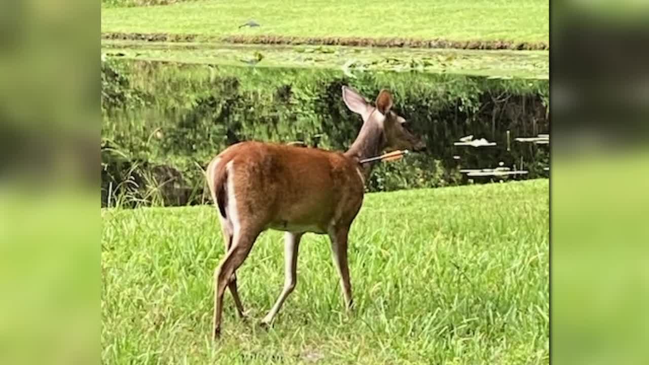 At least 4 deer shot with arrows in Palm Harbor