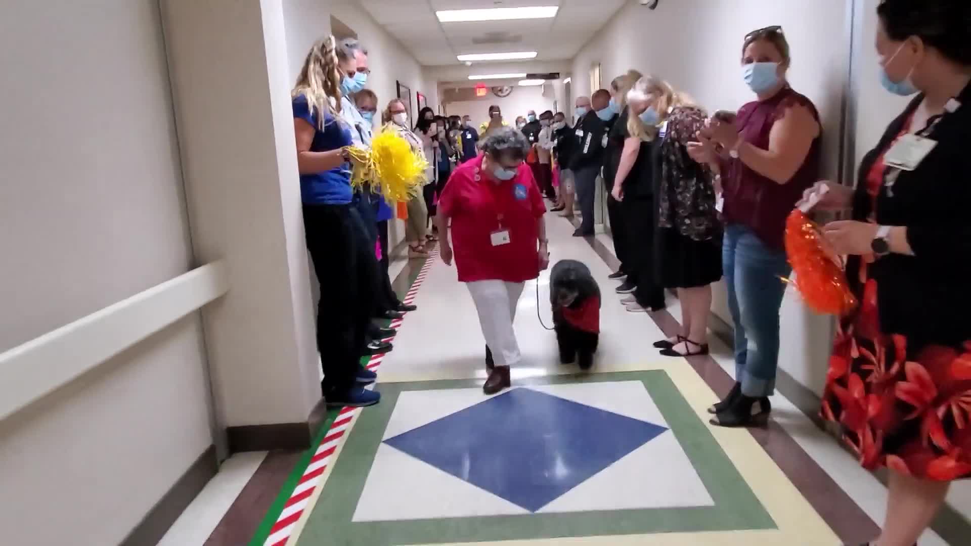 Medical staff claps for 12-year-old retiring therapy dog